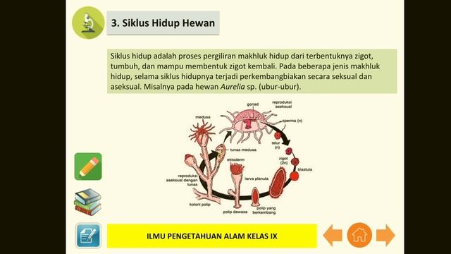 Perkembangbiakan Pada Hewan смотреть онлайн