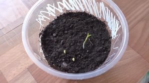 Как я вырастил ваточник из семян