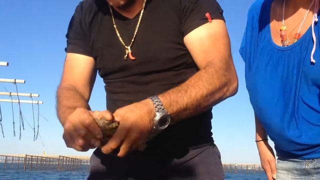 Хозяин фермы "чистит" устриц смотреть онлайн