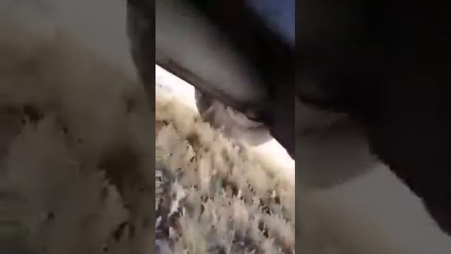 Бобик на охоту больше не пойдет смотреть онлайн