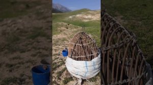 овози мода кабки шикори андарак 2020 г.