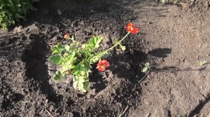 Мои аленькие цветочки   гравилат САДОВЫЙ ЛИДЕР  и лихнис ВЕЗУВИЙ, 24 июня