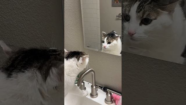 Cute cats 😻 смотреть онлайн