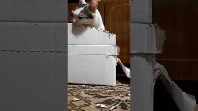 Кот-грызун. смотреть онлайн