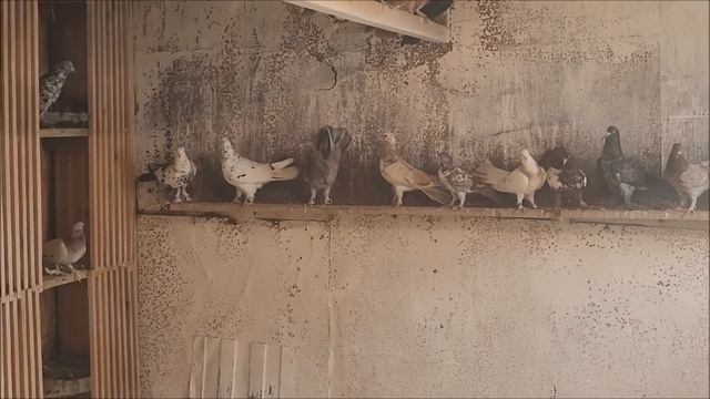 В гостях у Алексея, город Элиста. Часть 1, бойные голуби " широкохвостые".8961-398-21-09. смотреть онлайн