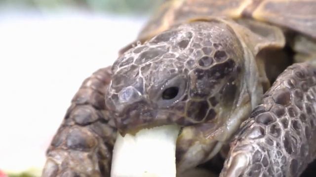 TURTLE EATING A SANDWICH ASMR | Animals ASMR # 30 смотреть онлайн