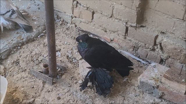 27 09 2023 года.Обзор моих голубей. 8 988 104 82 52. смотреть онлайн