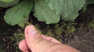 Кумин (зира), описание, опыт выращивания.