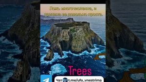 Гигантские деревья прошлого. Кремниевые деревья: скрытая история.