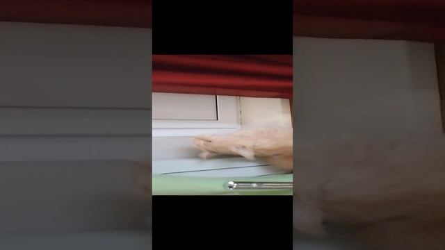 VID_20241219_115954.mp4 смотреть онлайн