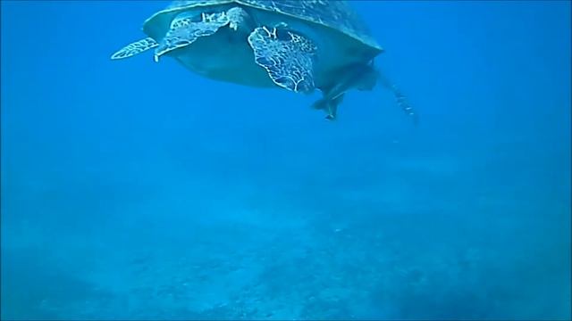 Cicco´s Tauchabenteuer Leopard und Blaupunktrochen смотреть онлайн