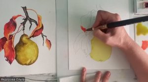 Акварель. Ботаническая иллюстрация. Груша
