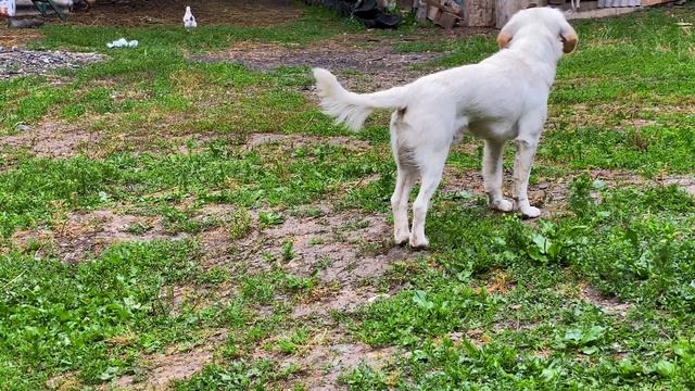 Crispy Chicken With A Delicious Refreshing Drink Of Ripe Watermelons смотреть онлайн