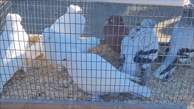 25 02 2024 года. часть 1. г Кропоткин ярмарка голубей декоративных птиц. смотреть онлайн