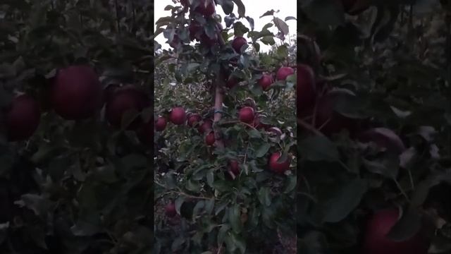 Яблоня Моди (Modi)