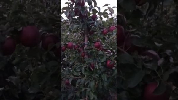 Яблоня Моди (Modi)