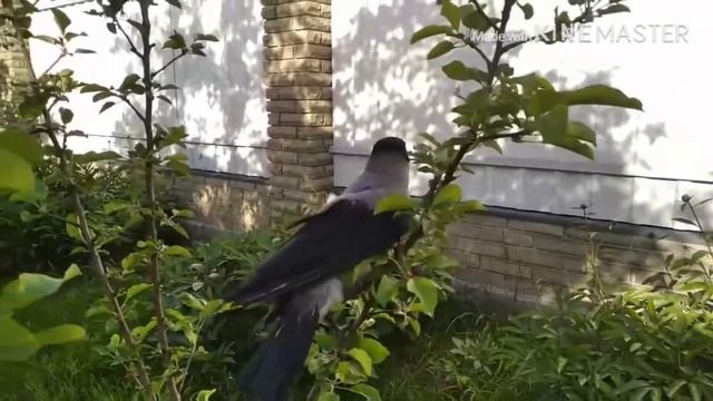 Воронёнок учится летать смотреть онлайн