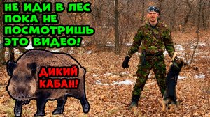 Что делать при встрече с Диким Кабаном в лесу?