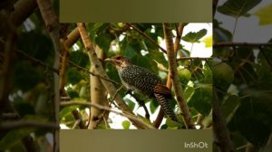 Весна. Птицы.