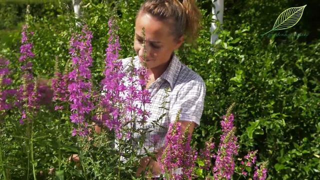 Byliny, Krwawnica - Bardzo Wytrzymała Bylina Do Ogrodu I Na Taras