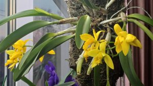 Орхидея Каттлея на дереве. Обзор цветения. Цветение.