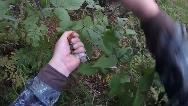 Начало рева смотреть онлайн