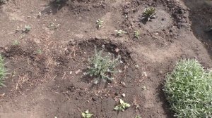 Мой крылотычинник зацвел 23 мая