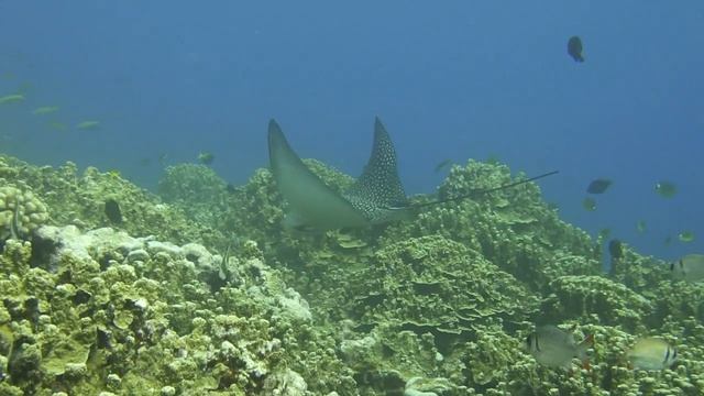 マダラトビエイ@saipan