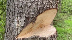 Валка дерева // Валка Ёлки с помощью лебёдки  // Stihl MS 361