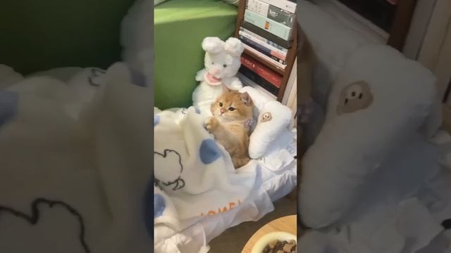 Cute cats 😻 смотреть онлайн