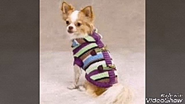Песенка про щенка.🐶🐶🐶🐶🐶🐶🐶🐶🐶 смотреть онлайн