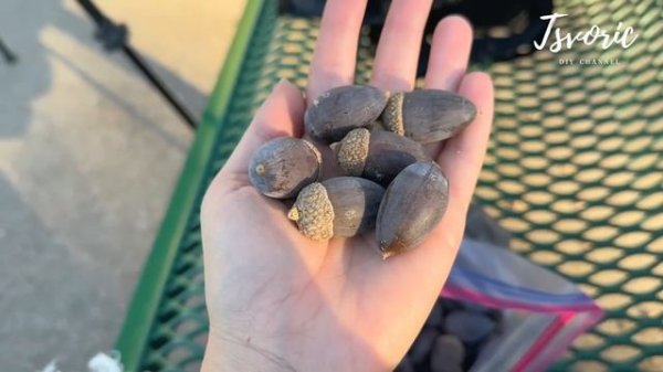 Огромные жёлуди и кто их в итоге грызёт / Недельный влог / DIY TSVORIC