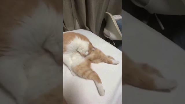 Cute cats 😻 смотреть онлайн