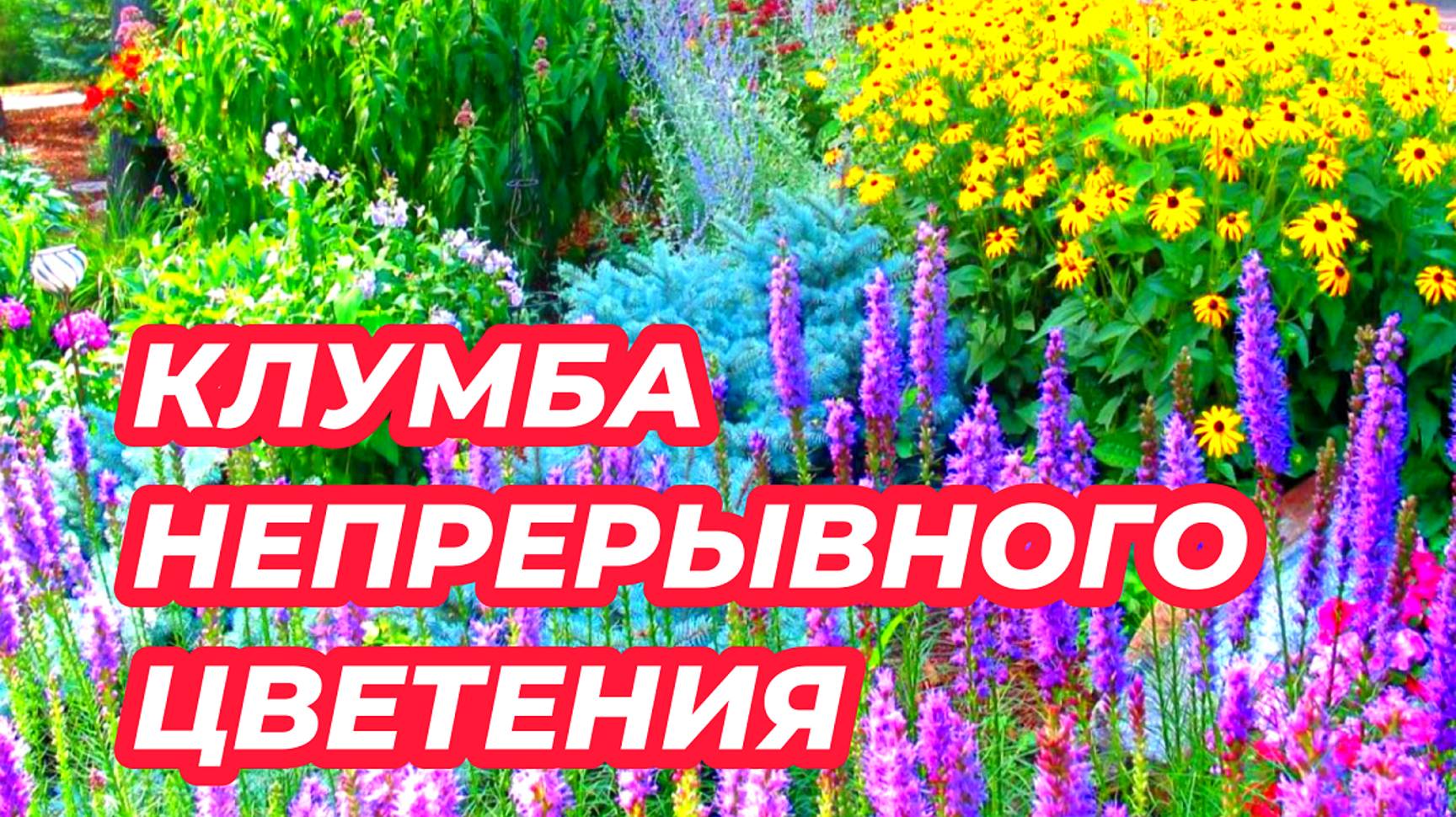 КЛУМБА НЕПРЕРЫВНОГО ЦВЕТЕНИЯ из многолетников / Елена Мир семян и цветов смотреть онлайн