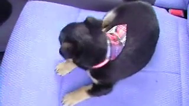 "Maja" suczka szczeniak Cute&Sweet Puppy,Süßen Welpen,Mongrel Doce,Щенок дворняжки смотреть онлайн