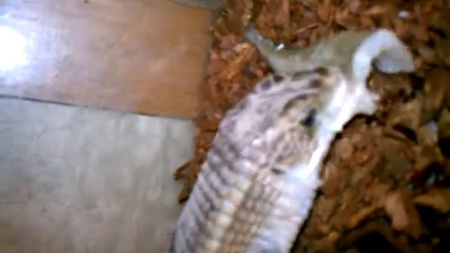 Wally the plated lizard eating a treat смотреть онлайн