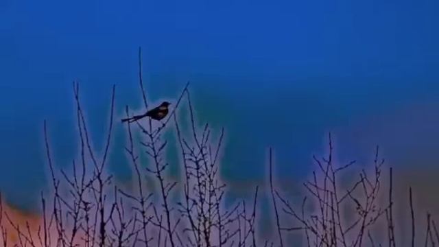 PANCHO CAUCAMAN / Que color tendra la paz ? смотреть онлайн