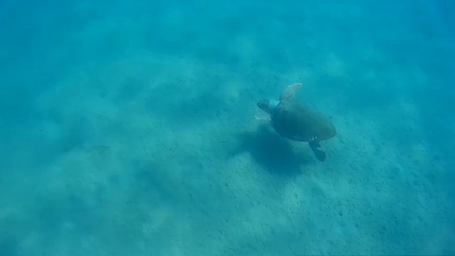 Zakynthos Caretta Caretta смотреть онлайн
