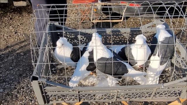 7 01 2024 года.Ярмарка город Благодарный. смотреть онлайн