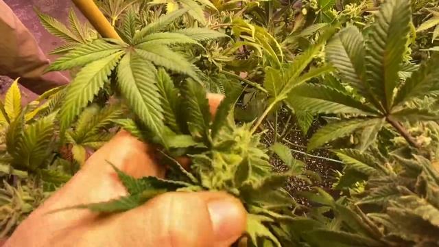 Final blood orange sorbet video смотреть онлайн