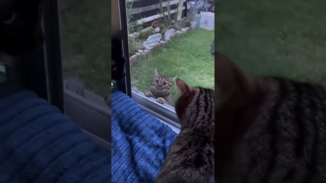 Cute cats 😻 смотреть онлайн