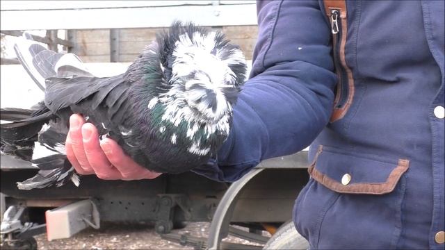 Сельские голуби. 29 01 2023 г, часть 2 г Кропоткин птичий рынок, ярмарка голубей декоративных птиц. смотреть онлайн