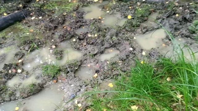 ... там чудеса, там leshei бродит... смотреть онлайн