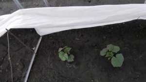 Как выращиваю огурцы в открытом грунте