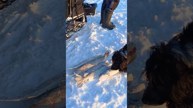 Собака чистит рыбу на рыбалке. смотреть онлайн