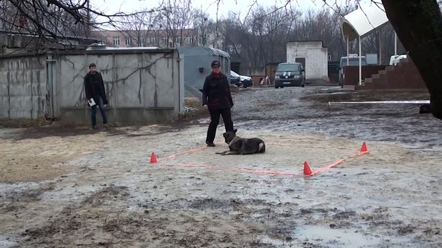 Павленко Карина и Белка. Квадрат. ОБ1 смотреть онлайн