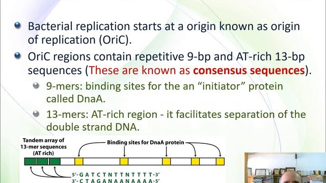 BioM03 Molecular Biology 2020 2021 DNA replication смотреть онлайн