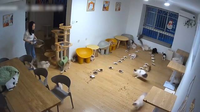 Cute cats 😻 смотреть онлайн