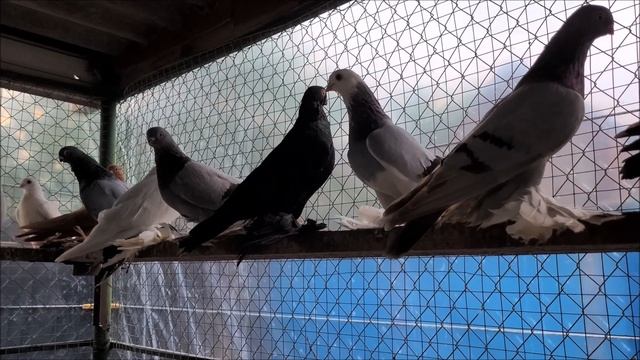 Сельские голуби. Моздок село Комарова.Голуби Геннадия, 8 928 484 67 93. смотреть онлайн
