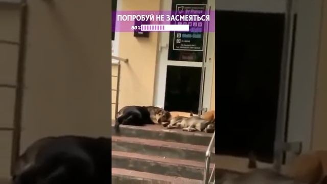 смех до слёз 🤣 смотреть онлайн